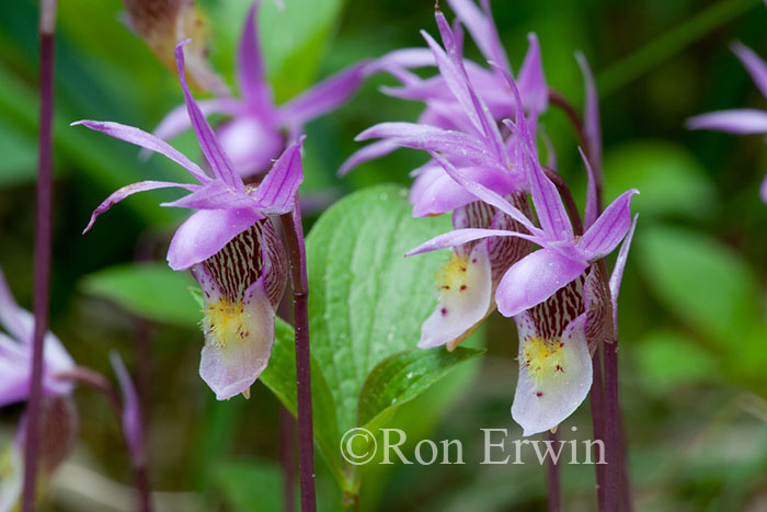 Calypso Orchid