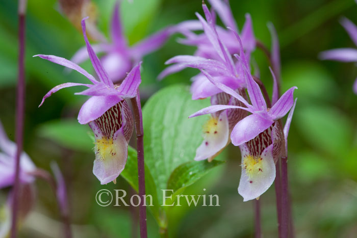 Calypso Orchid