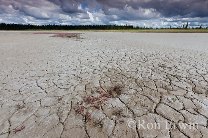 Wood Buffalo National Park Salt Plains