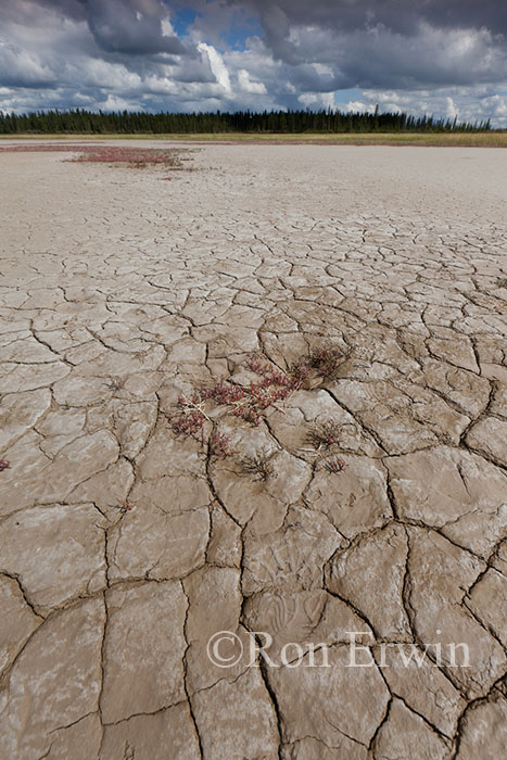 Wood Buffalo National Park Salt Plains