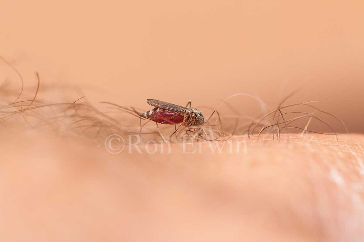 Biting Mosquito