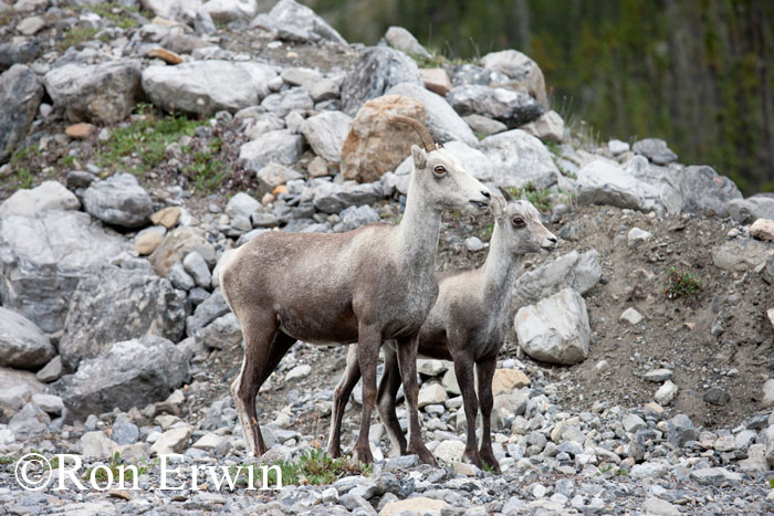 Stone Sheep