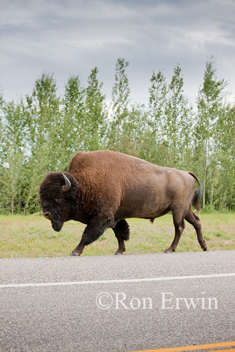 Wood Bison