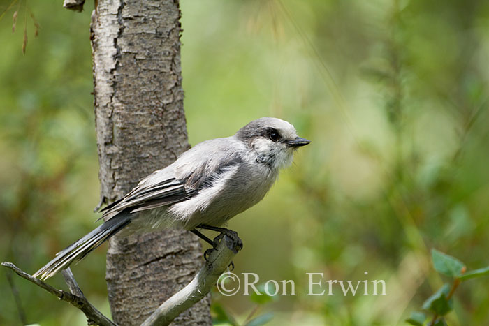 Gray Jay