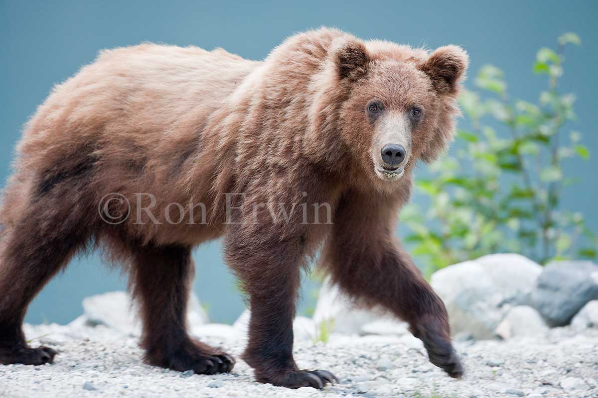 Grizzly