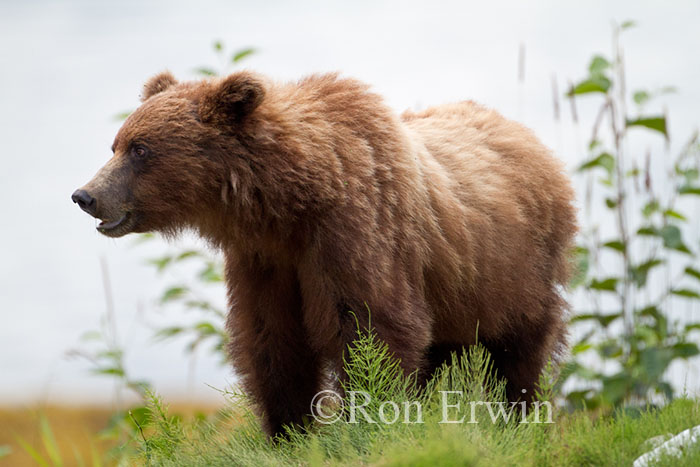 Grizzly