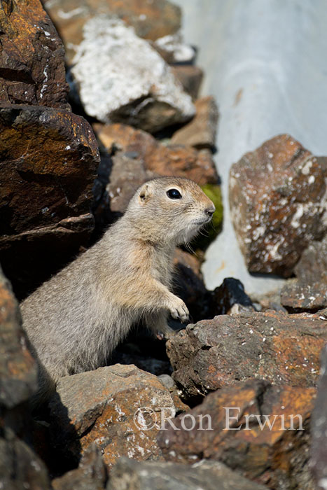 Arctic Ground Squirrel