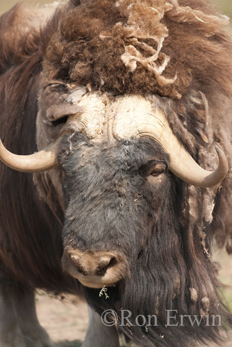 Muskox