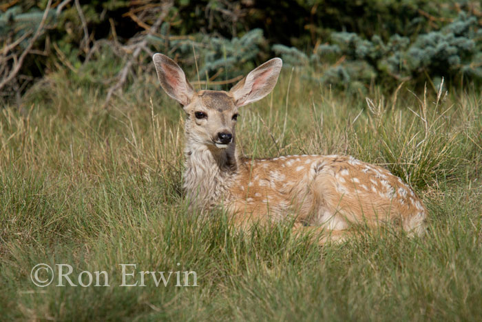 Mule Deer Fawn