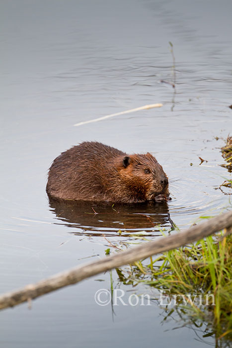 Beaver