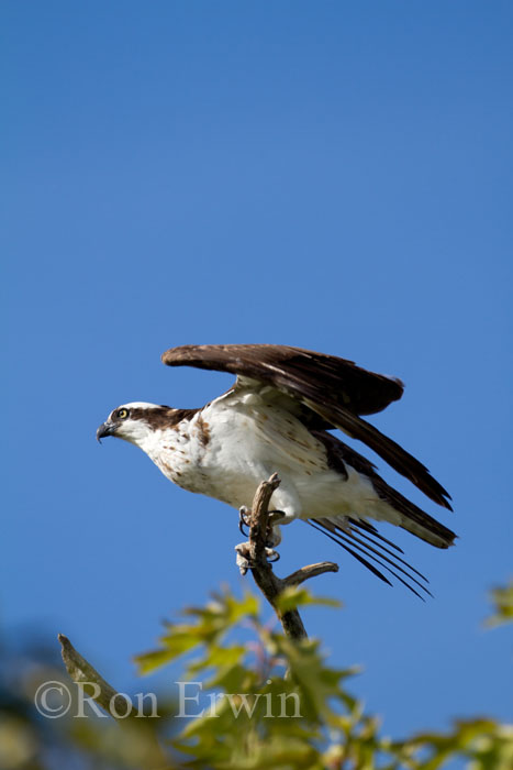 Osprey