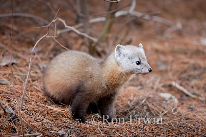 Pine Marten