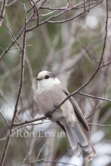 Gray Jay