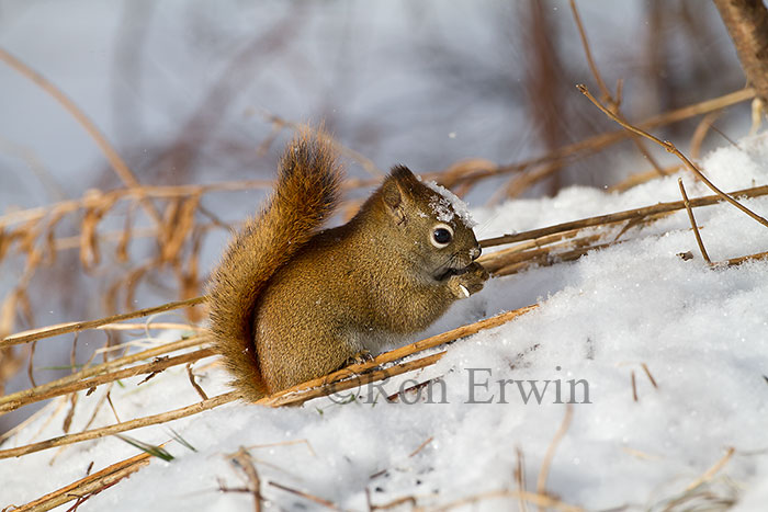 American Red Squirrel