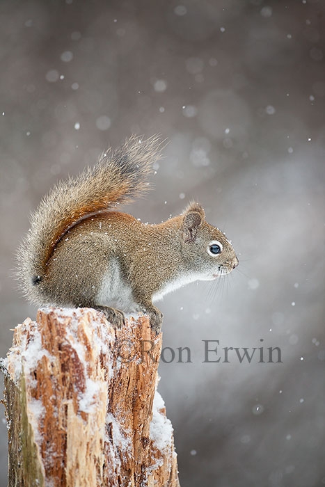 American Red Squirrel