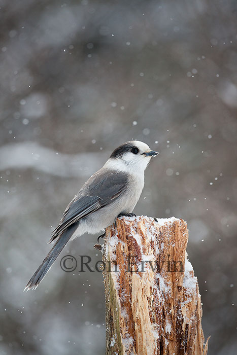 Gray Jay