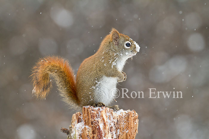 American Red Squirrel