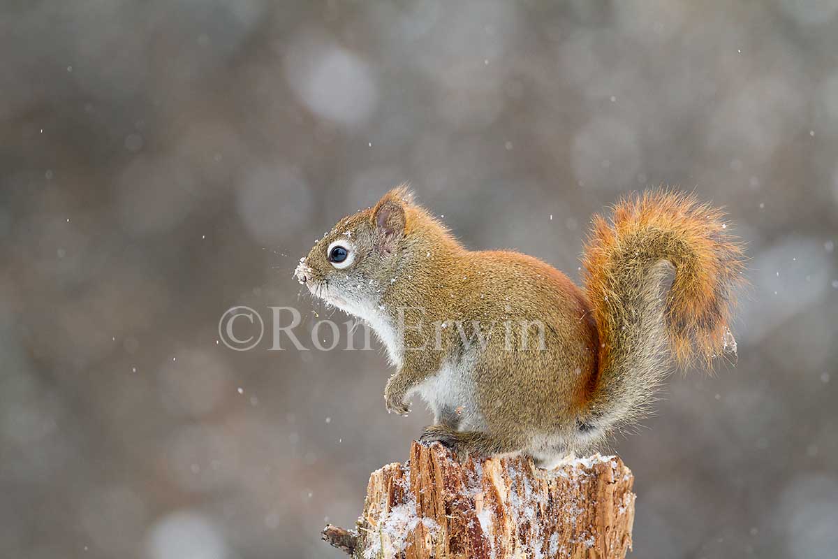 American Red Squirrel