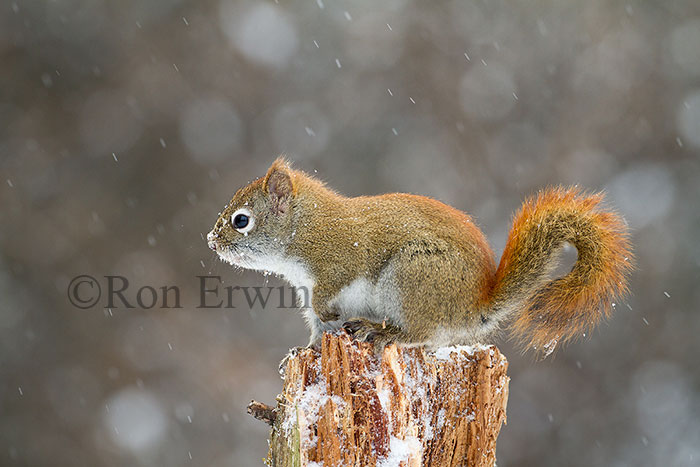 American Red Squirrel