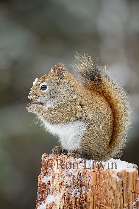 American Red Squirrel