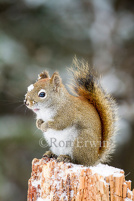 American Red Squirrel
