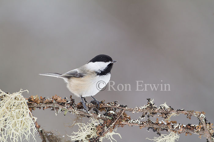 Black-capped Chickadee