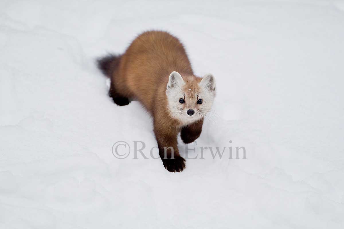 American Marten
