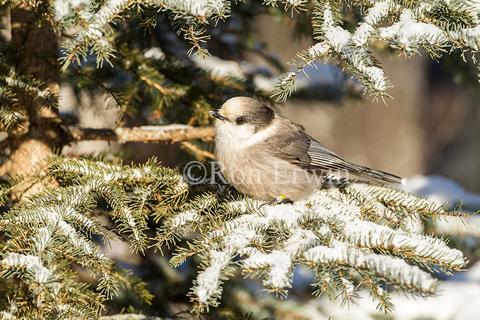 Gray Jay