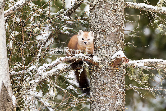 American Marten