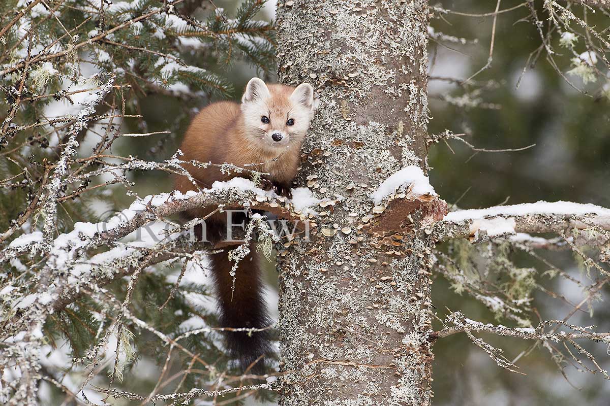 American Marten