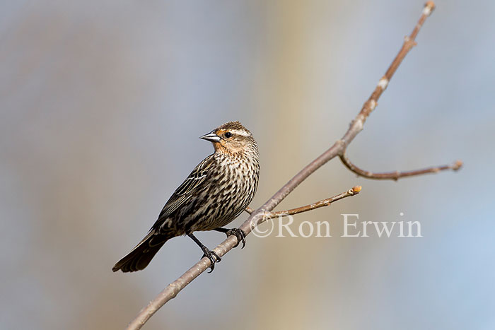 Female Red-winged Blackbird