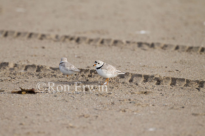 Piping Plovers & ATV Tracks