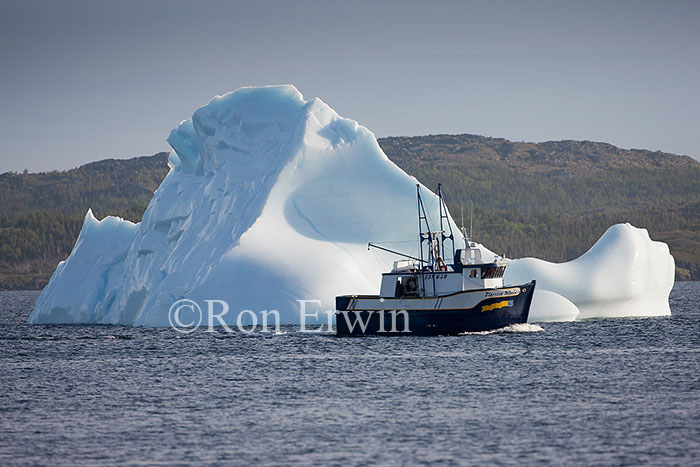 Iceberg