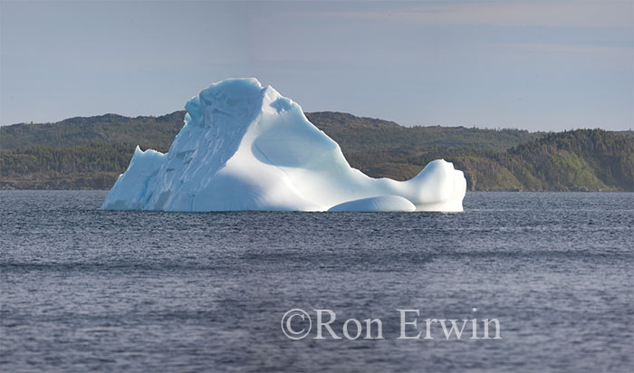 Iceberg