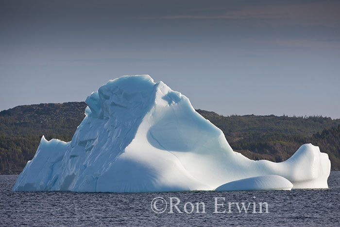 Iceberg