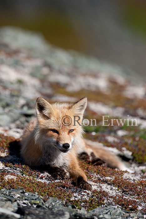 Red Fox