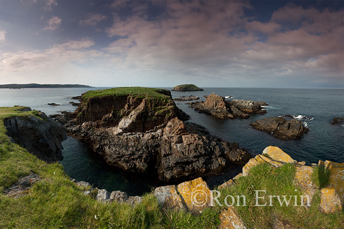 Elliston Puffin Site, NL