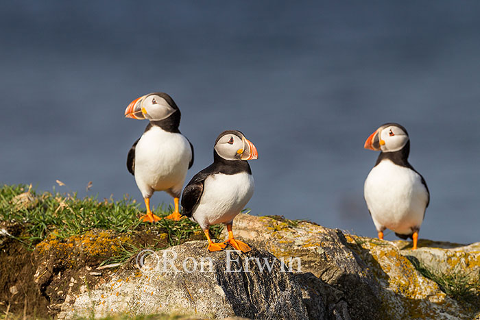 Three Atlantic Puffins