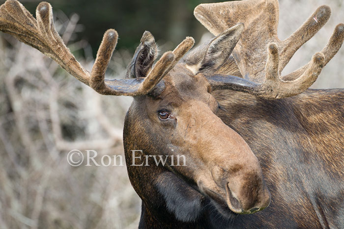 Large Bull Moose