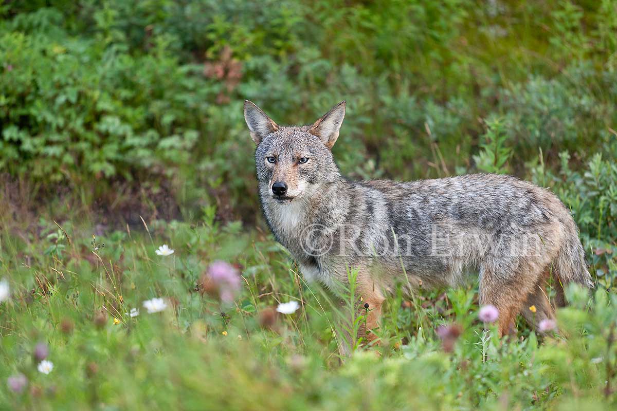 Coyote