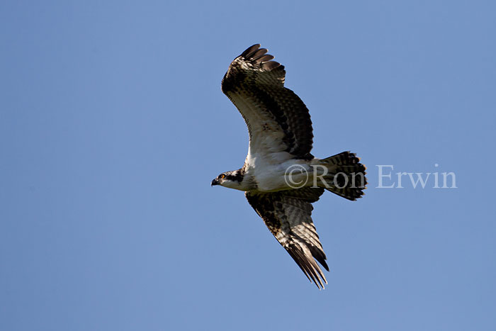 Osprey in Flight