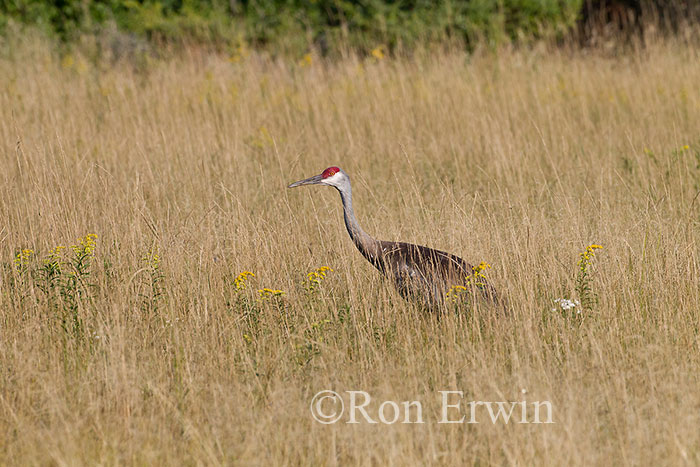 Sandhill Crane