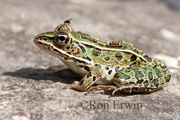 Northern Leopard Frog