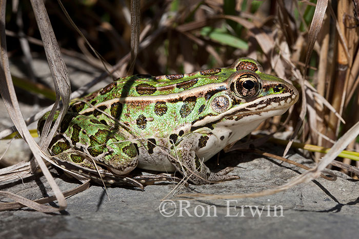 Northern Leopard Frog
