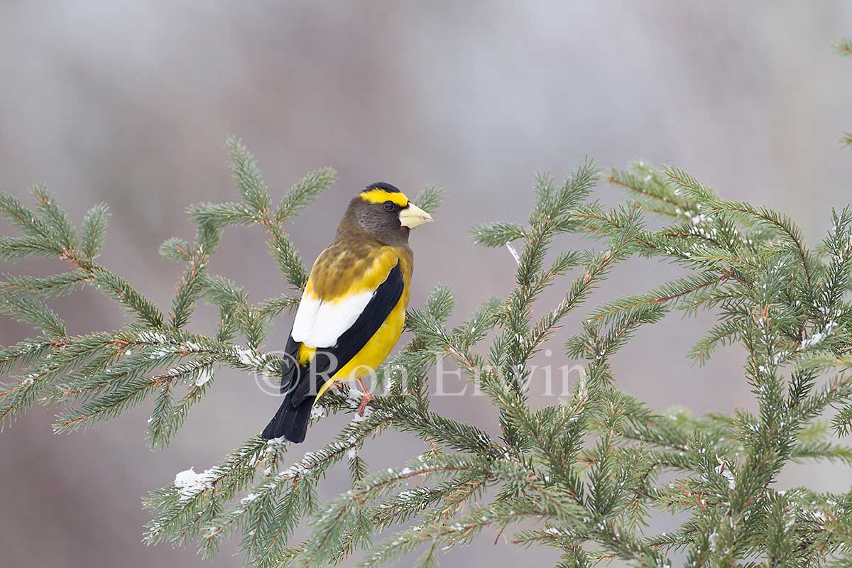 Male Evening Grosbeak