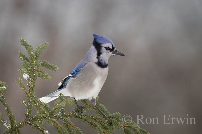 Blue Jay