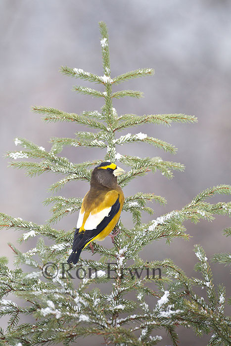 Male Evening Grosbeak