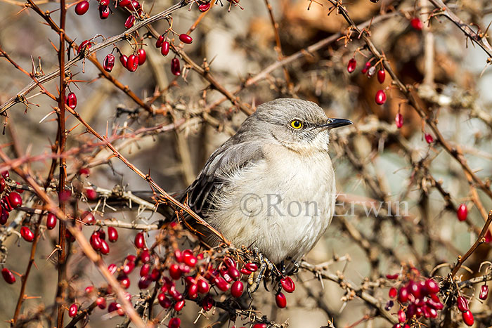 Northern Mockingbird