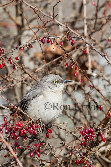 Northern Mockingbird