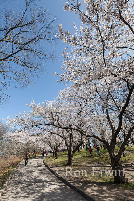 Cherry Tree in High Park